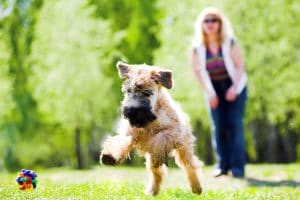 Irish Soft Coated Wheaten Terrier trainen