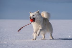 islandhund im schnee