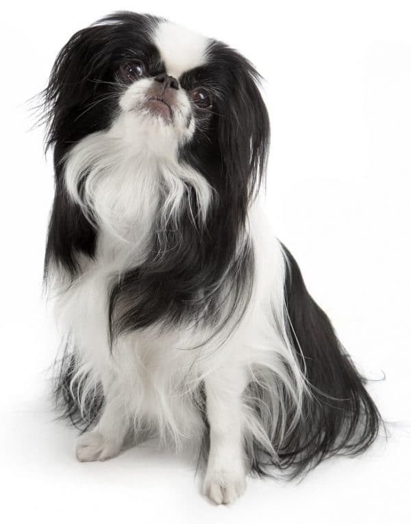 Japan Chin Geschichte, Pflege & Charakter Passion Hund