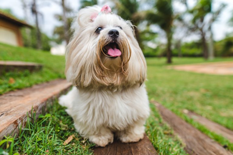 Lhasa Apsotreuer und temperamentvoller Begleiter Passion Hund