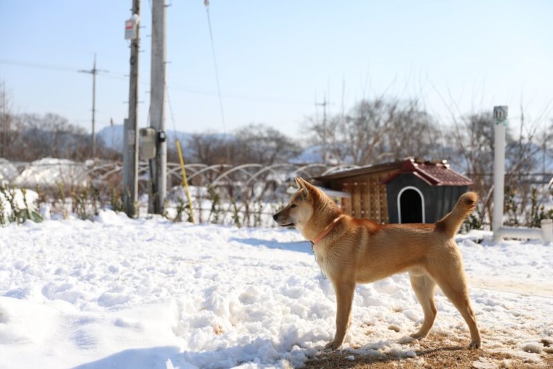 korean jindo dog im schnee