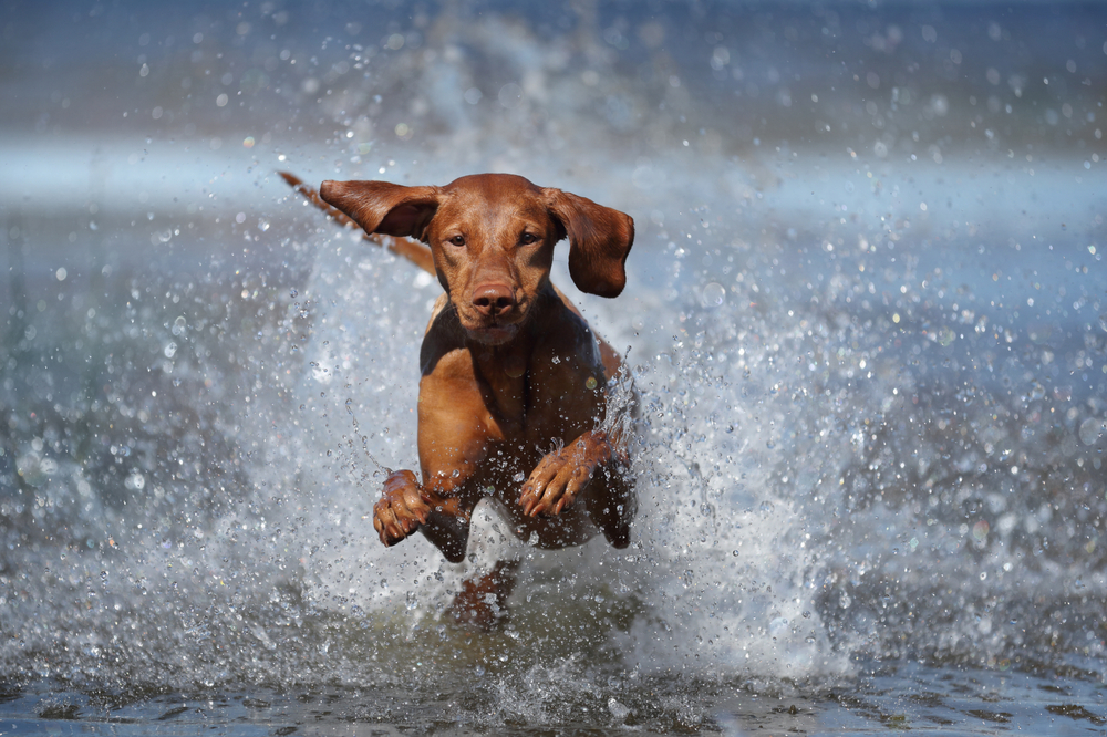 Magyar Vizsla Geschichte, Pflege und CharakterPassion Hund