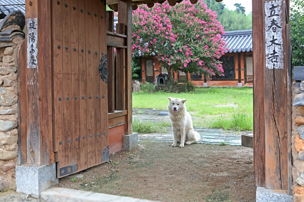 Korea Jindo Dog der Spitz ist ein echter Exot Passion Hund