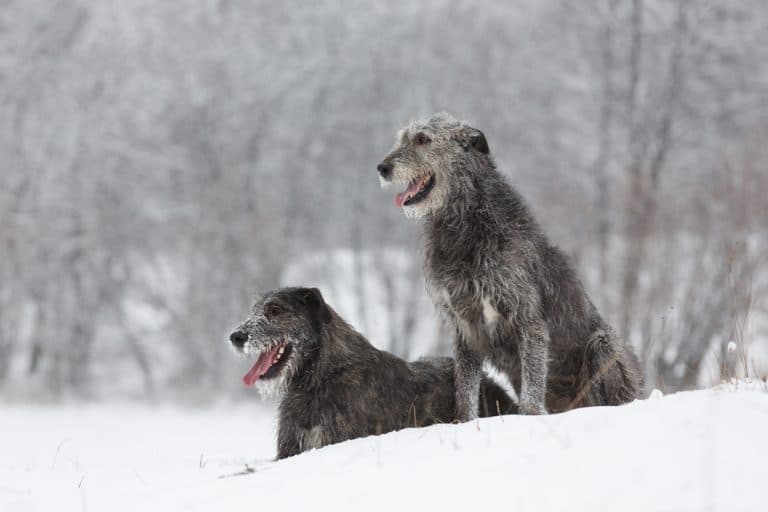 Irischer Wolfshund ein liebenswerter Riese Passion Hund