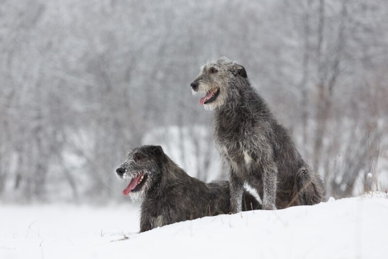 Irischer Wolfshund im schnee