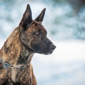Holländischer Schäferhund im schnee