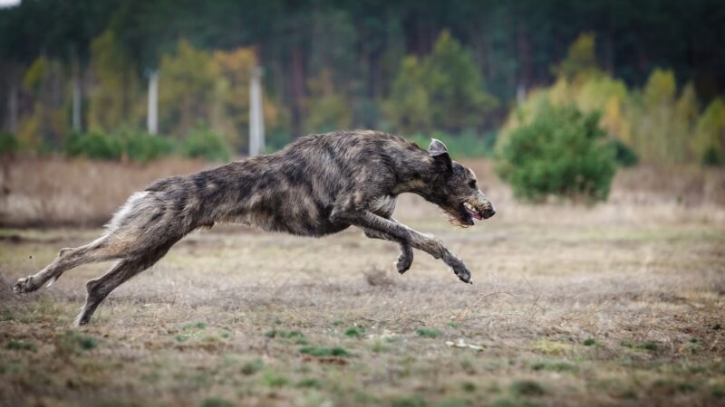 Irischer Wolfshund Laufen